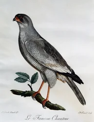 Pale Chanting-Goshawk (Melierax canorus), gravering fra Natural History of African Birds