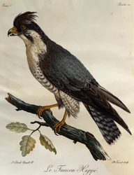 Peregrine Falcon (Falco peregrinus), gravering fra Natural History of the Birds of Africa