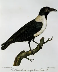 Pied Crow (Corvus albus), gravering fra Natural History of the Birds of Africa