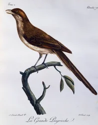 Gulnebbet Shrike (Corvinella corvina), gravering fra Natural History of African Birds