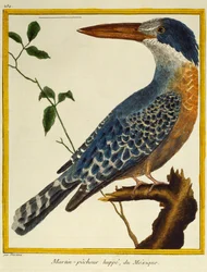 Giant Kingfisher (Megaceryle maxima), fra Natural History of Birds