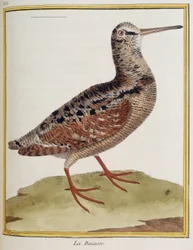 ""La becasse"", plate 885 av zoologi hentet fra ""History of birds"" av Francois Nicolas Martinet