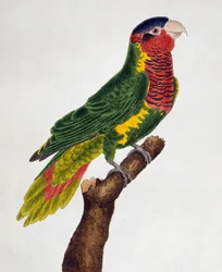 Utsmykkede Lorikeet (Trichoglossus ornatus), fra Natural History of Birds
