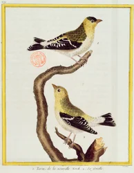 Et par siskins, fra 