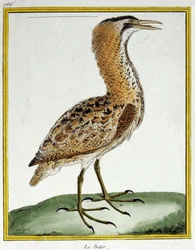 Vitenskap. zoologi. Bittern. Gravering av Francois Nicolas Martinet i: Natural History of Birds, av Georges Louis Leclerc de Buffon, Frankrike, ca. 1777 (fargegravering)