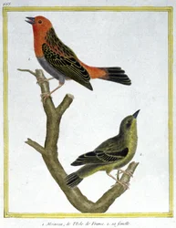 Vitenskap. zoologi. Husspurv av Ile de France. Gravering av Francois Nicolas Martinet i: Natural History of Birds, av Georges Louis Leclerc de Buffon, Frankrike, ca. 1777 (fargegravering)