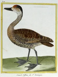 Vitenskap. zoologi. Piker fra Santo Domingo. Gravering av Francois Nicolas Martinet i: Natural History of Birds, av Georges Louis Leclerc de Buffon, Frankrike, ca. 1777 (fargegravering)