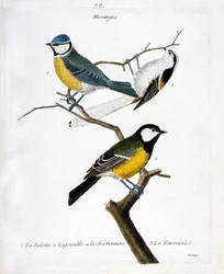 Zoologisk plansje (ornitologi): meiser. 1: belotten (blåmeis eller Parus caeruleus), 2: den behagelige eller charbonnièren (kjøttmeis eller Parus major), 3: den foretrukne (stjertmeis eller Aegithalos caudatus) på en gren. Illustrasjon
