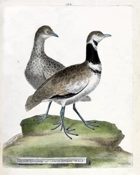 Zoologisk tavle (ornitologi): foran: liten bustard eller liten hannstokk og bak: hunn small bustard (canepetiere bustard eller tetrax tetrax). Illustrasjon i "Fuglenes historie, malt i deres utseende og følsomme aspekter" av Francois Nicolas Mar