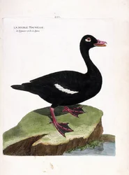 Zoologisk tavle (ornitologi): den doble skjæren (brun skjær eller melanitta fusca). Illustrasjon i "Fuglenes historie, malt i deres utseende og følsomme aspekter" av Francois Nicolas Martinet (1731-1800). Privat samling.