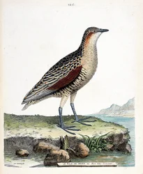 Zoologisk bord (ornitologi): kneet rale eller vaktel konge (crex crex). Illustrasjon i "Fuglenes historie, malt i deres utseende og følsomme aspekter" av Francois Nicolas Martinet (1731-1800). Privat samling.