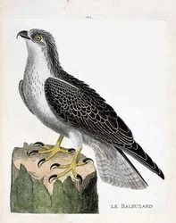 Zoologisk styre (ornitologi): fiskeørnen (ørn eller pandion haliaetus). Illustrasjon i "Fuglenes historie, malt i deres utseende og følsomme aspekter" av Francois Nicolas Martinet (1731-1800). Privat samling.