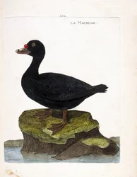 Zoologisk tavle (ornitologi): skjærefuglen (svartskjær eller melanitta nigra). Illustrasjon i "Fuglenes historie, malt i deres utseende og følsomme aspekter" av Francois Nicolas Martinet (1731-1800). Privat samling.
