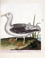 Zoologisk kart (ornitologi): Albatros (hylende albatros eller diomedea exulans). Illustrasjon i "Fuglenes historie, malt i deres utseende og følsomme aspekter" av Francois Nicolas Martinet (1731-1800). Privat samling.