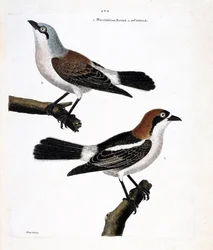 Zoologisk kart (ornitologi): Nederst: den rødhårede grieche eller grieche et rødhåret hode (lanius senator) og dens hunn (grieche ecorcheur eller lanius collurio) på den øvre grenen