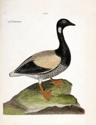 Zoological chart (ornithology): Brant (brant or branta bernicla). Illustration in “The History of the Birds, Painted in Their Appearing and Sensitive Aspects” by Francois Nicolas Martinet (1731-1800). Private collection.