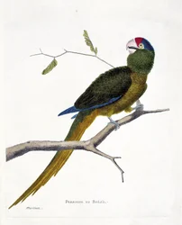 Zoologisk kart (ornitologi): Brasiliansk parakitt (konur med rød panne eller aratinga canicularis) på en gren. Illustrasjon i "Fuglenes historie, malt i deres utseende og følsomme aspekter" av Francois Nicolas Martinet (1731-1800). Privat kol