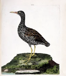 Zoologisk kart (ornitologi): Caiennes rale (flekk rale eller pardirallus maculatus). Illustrasjon i "Fuglenes historie, malt i deres utseende og følsomme aspekter" av Francois Nicolas Martinet (1731-1800). Privat samling.