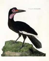 Zoologisk kart (ornitologi): Calao d