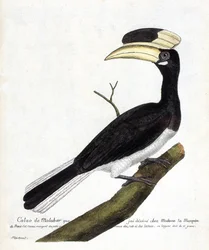 Zoologisk kart (ornitologi): Calao de Malabar (Anthracoceros coronatus) på en gren. Illustrasjon i "Fuglenes historie, malt i deres utseende og følsomme aspekter" av Francois Nicolas Martinet (1731-1800). Privat samling.