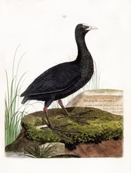 Zoological chart (ornithology): Coot or Moselle (Macroule cot or fulica atra). Illustration in “The History of the Birds, Painted in Their Appearing and Sensitive Aspects” by Francois Nicolas Martinet (1731-1800). Private collection.