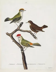 Zoologisk kart (ornitologi). Fra topp til bunn: roitelet (trippel bandasje eller regulus ignicapilla), troglodyte (søt troglodyte eller troglodyte) og roitelet av hottentots (rubinkrone) på en gren. Illustrasjon i «Fuglenes historie, malt i Thei