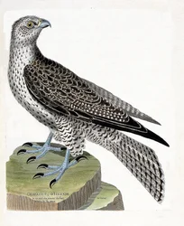 Zoologisk kart (ornitologi): Islandsk gerfault (gerfaut falk eller falco rusticolus). Illustrasjon i "Fuglenes historie, malt i deres utseende og følsomme aspekter" av Francois Nicolas Martinet (1731-1800). Privat samling.