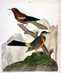 Zoologisk plansje (ornitologi): baltimoretrupial (Baltimore oriole eller Icterus bonana) og guyanatroupial (Martinique oriole eller Icterus bonana) på en gren. Illustrasjon i 