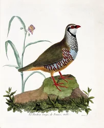 Zoologisk kart (ornitologi): La rapphøne rouge de France, hann (rød rapphøne eller alectoris rufa). Illustrasjon i "Fuglenes historie, malt i deres utseende og følsomme aspekter" av Francois Nicolas Martinet (1731-1800). Privat samling.