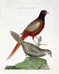 Zoologisk kart (ornitologi): Hann fasan og hunn (colchid fasan eller Phasianus colchicus). Illustrasjon i "Fuglenes historie, malt i deres utseende og følsomme aspekter" av Francois Nicolas Martinet (1731-1800). Privat samling.