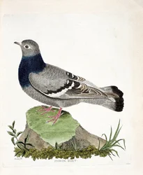 Zoological chart (ornithology): Pigeon biset (Columbia livia). Illustration in “The History of the Birds, Painted in Their Appearing and Sensitive Aspects” by Francois Nicolas Martinet (1731-1800). Private collection.