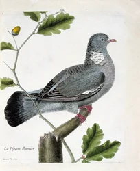 Zoologisk kart (ornitologi): Den forgrenede duen (columba palumbus) på en gren. Illustrasjon i "Fuglenes historie, malt i deres utseende og følsomme aspekter" av Francois Nicolas Martinet (1731-1800). Privat samling.