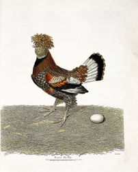 Zoologisk kart (ornitologi): Kyllingen (tamhøne eller gallus gallus) og dens egg. Illustrasjon i "Fuglenes historie, malt i deres utseende og følsomme aspekter" av Francois Nicolas Martinet (1731-1800). Privat samling.