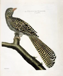 Zoologisk kart (ornitologi): Gjøken til Mindanao (kjølgjøk eller Eudynamys scolopacea) på en gren. Illustrasjon i "Fuglenes historie, malt i deres utseende og følsomme aspekter" av Francois Nicolas Martinet (1731-1800). Privat samle