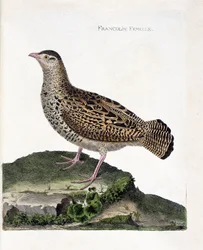 Zoologisk plansje (ornitologi): hunnfrankolin (svart frankolin eller Francolinus francolinus). Illustrasjon i «Fuglenes historie, malt i deres fremtredende og følsomme aspekter» av François Nicolas Martinet (1731-1800). Privat samling.