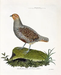 Zoologisk kart (ornitologi): Frankrikes grå rapphøne, hann (grå rapphøne eller rapphøne). Illustrasjon i "Fuglenes historie, malt i deres utseende og følsomme aspekter" av Francois Nicolas Martinet (1731-1800). Privat samling.