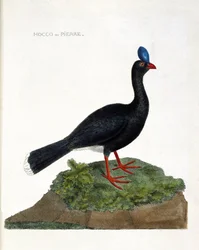 Zoologisk kart (ornitologi): Hocco eller stein (Hocco a stone eller pauxi pauxi). Illustrasjon i "Fuglenes historie, malt i deres utseende og følsomme aspekter" av Francois Nicolas Martinet (1731-1800). Privat samling.