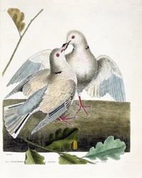 Zoologisk kart (ornitologi): Halsduen (rosa og grå due eller streptopelia roseogrisea). Illustrasjon i "Fuglenes historie, malt i deres utseende og følsomme aspekter" av Francois Nicolas Martinet (1731-1800). Privat samling.