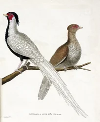 Zoologisk kart (ornitologi): Fasanen har en kinesisk stålhupe og hunnen (sølvfasan eller Lophura nycthemera) på en gren. Illustrasjon i "Fuglenes historie, malt i deres utseende og følsomme aspekter" av Francois Nicolas Marti