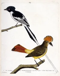 Zoologisk kart (ornitologi). Øverst: Madagaskar schel (chitrec malagasy eller terpsiphone mutata). Lavt år: Konge av fluekubben (gobemouche eller fluegubb) av Caienne (fluesnapperkroner eller onychorhynchus coronatus). Illustrasjon i "The History of the Bi