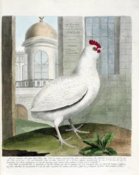 Zoological chart (ornithology): Virginia hen or hens without rump (domestic hen iu gallus gallus). Illustration in “The History of the Birds, Painted in Their Appearing and Sensitive Aspects” by Francois Nicolas Martinet (1731-1800). Private collection.