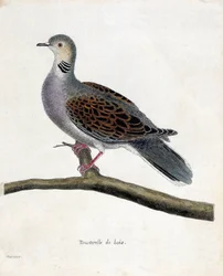 Zoologisk kart (ornitologi): Skogdue (veddue eller streptopelia turtur) på en gren. Illustrasjon i "Fuglenes historie, malt i deres utseende og følsomme aspekter" av Francois Nicolas Martinet (1731-1800). Privat samling.