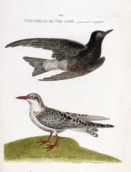 Zoological chart (ornithology): black sea swallow (sea swallow or black dwarf or chlidonias niger) in flight and spotted sea swallow (moustac guifette or chlidonias hybrida). Illustration in “The History of the Birds, Painted in Their Appearing and Sensiti