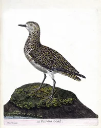 Zoologisk kart (ornitologi): casoar (casoar en hjelm eller cassuarius cassuarius). Illustrasjon i "Fuglenes historie, malt i deres utseende og følsomme aspekter" av Francois Nicolas Martinet (1731-1800). Privat samling.