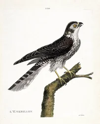 Zoologisk kart (ornitologi): emerillon (emerillonfalk eller falco colombarius) på en gren. Illustrasjon i "Fuglenes historie, malt i deres utseende og følsomme aspekter" av Francois Nicolas Martinet (1731-1800). Privat samling.