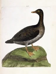 Zoologisk kart (ornitologi): hunnærfugl (ærfugl, dun eller somateria mollissima). Illustrasjon i "Fuglenes historie, malt i deres utseende og følsomme aspekter" av Francois Nicolas Martinet (1731-1800). Privat samling.