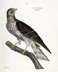 Zoologisk kart (ornitologi): kvinnelig soubuse (busard saint martin eller circus cyaneus) på en gren. Illustrasjon i "Fuglenes historie, malt i deres utseende og følsomme aspekter" av Francois Nicolas Martinet (1731-1800). Privat samling.