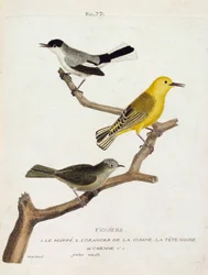 Zoologisk kart (ornitologi): fikentrær. Fra bunn til topp: bøyle (california gobemoucheron eller polioptila california), oransje av guian (oransje sangfugl eller protonotaria citrea) og det svarte hodet til Caienne (tropisk gobemoucheron eller poliopt)