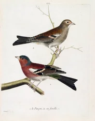 Zoologisk kart (ornitologi): fra bunn til topp: Knipen og hunnen (trepinson eller fringilla coelebs) på en gren. Illustrasjon i "Fuglenes historie, malt i deres utseende og følsomme aspekter" av Francois Nicolas Martinet (1731-180)