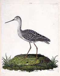 Zoological chart (ornithology): grey barge (red barge or limosa lapponica). Illustration in “The History of the Birds, Painted in Their Appearing and Sensitive Aspects” by Francois Nicolas Martinet (1731-1800). Private collection.
